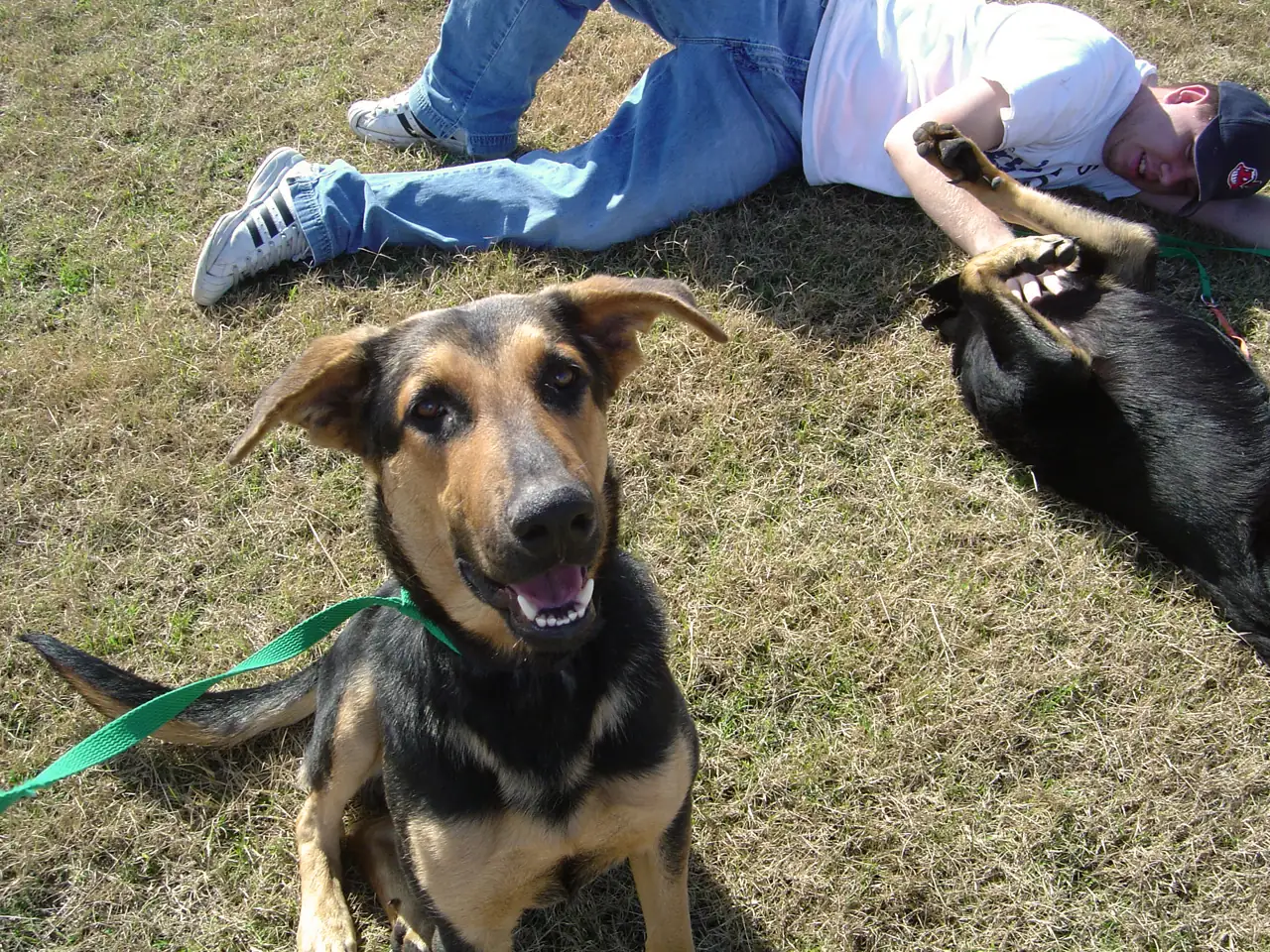 A leashed shelter dog with the Humane Society of South Mississippi, which presents Biloxi's Krewe of Barkloxi PAWrade.