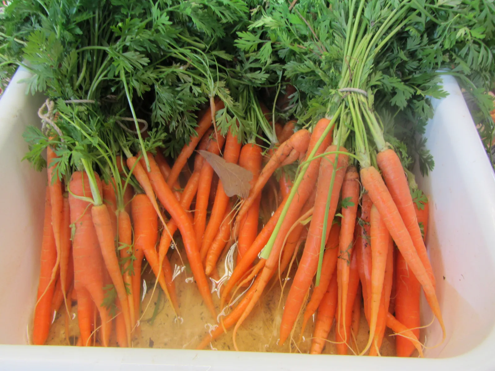 Bunches of fresh carrots in a tub of water at a Mississippi farmers market stall.