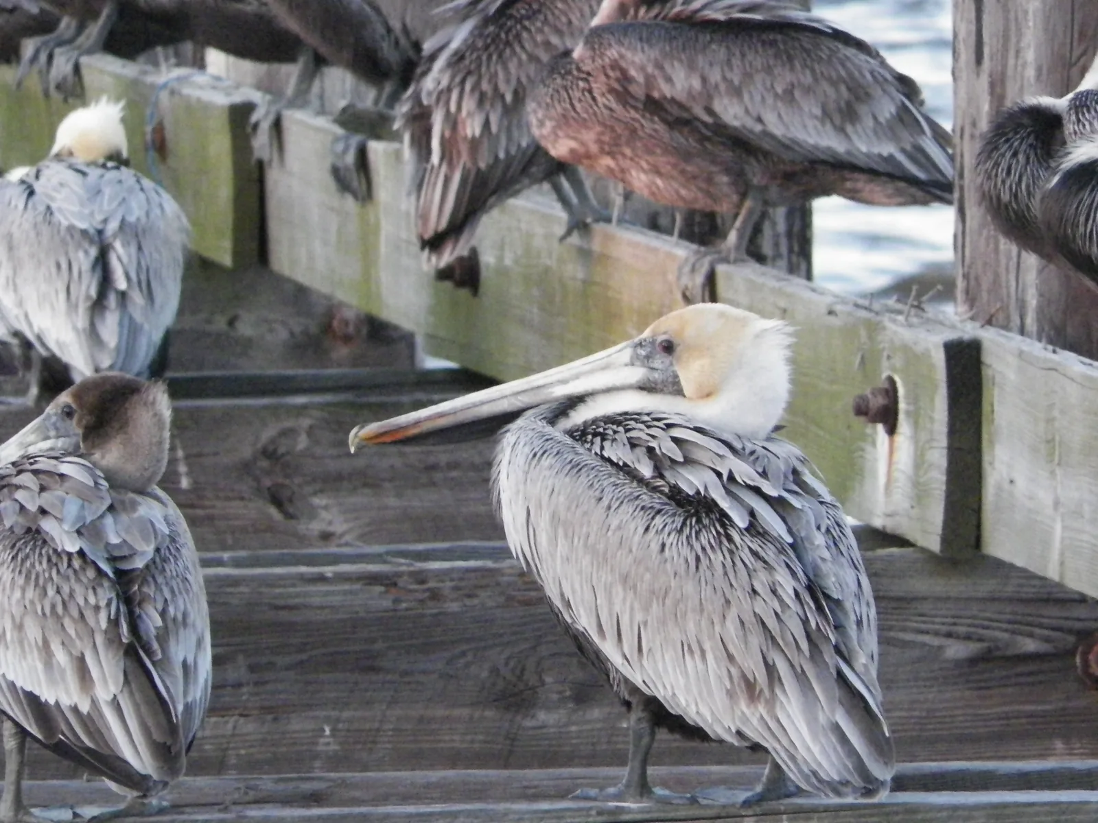 Brown pelicans rest on a wooden pier on Biloxi's Back Bay.